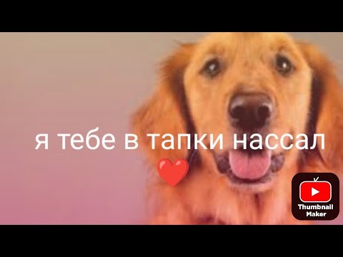 Видео: Ухаживаю за собаками