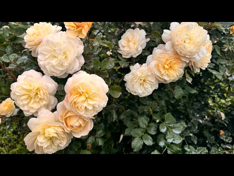 Видео: #16 Цветение роз в последние летние деньки(Crocus Rose,Caramel Antike,Roald Dahl,Ella, Constance др)