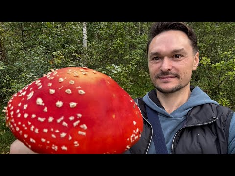 Видео: Мой опыт о мухомором ретрите, отзыв и рекомендация тем кто чувствует что жизнь должна быть другой