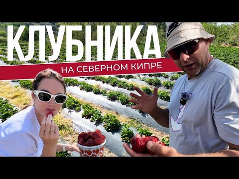 Видео: Клубничные поля | Северный Кипр