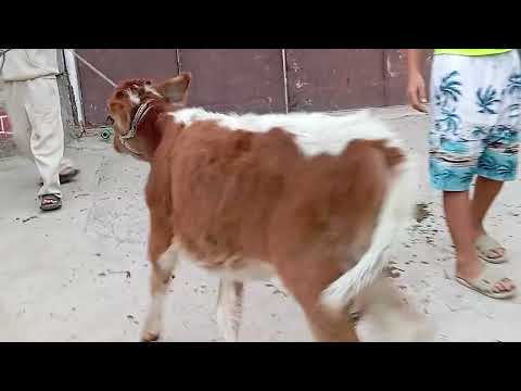 Видео: Як Сар гови чушои фуруши.28-Октябр.Тел 970.20.46.46.