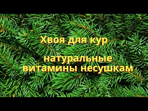 Видео: Хвоя для кур - натуральные витамины несушкам