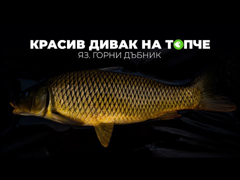 Видео: КРАСИВ ДИВАК НА ТОПЧЕ - ШАРАНДЖИЙСКИ РИБОЛОВ НА ЯЗ. ГОРНИ ДЪБНИК