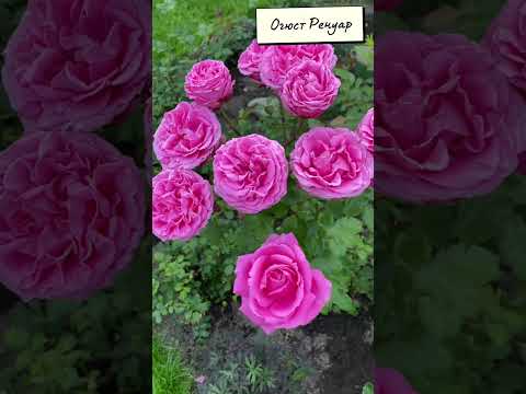 Видео: Осенний вернисаж 2023 моя коллекция роз с именами художников. Тайны Клода Моне￼￼￼￼￼￼￼￼￼