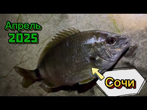 Видео: Рыбалка в Сочи на Черном море, середина весны #fishing #рыбалка #sochi #рыба #сочи