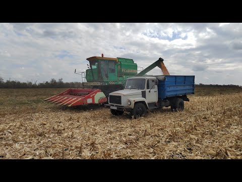 Видео: Уборка кукурузы 🌽🌽🌽 2023!