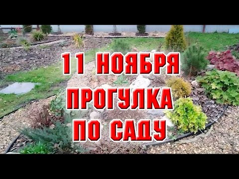 Видео: 11 ноября.  Гуляю по саду и планирую работу на следующий сезон