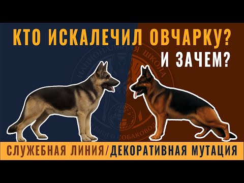 Видео: Сангвиник, холерик, флегматик: как темперамент формирует здоровье собаки