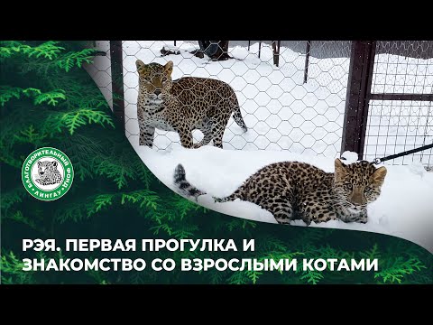 Видео: ВЫПУСК 79. Рэя. Первая прогулка и знакомство со взрослыми котами.