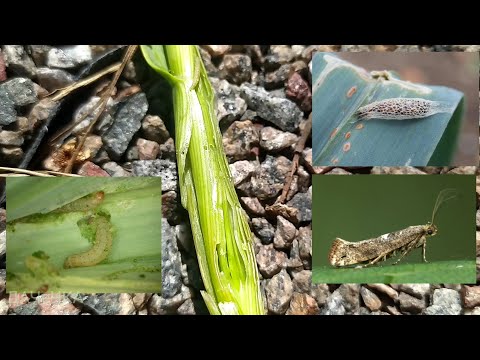 Видео: 🐛Міль цибулева на часнику та цибулі||Опис та методи боротьби