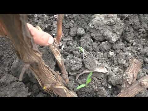 Видео: Які форми прибираю з участка частина 2