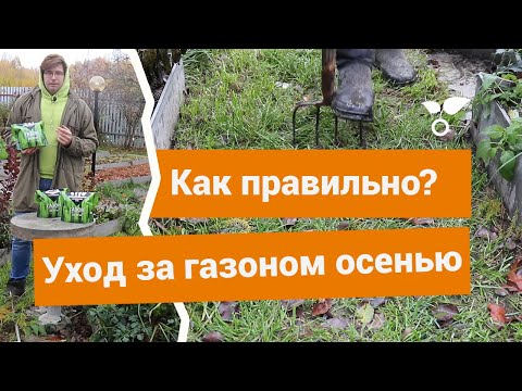 Видео: Как правильно ухаживать за газоном осенью?