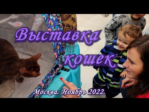 Видео: Москва. Ноябрь 2022. ТРК Мари. Выставка и продажа кошек и котят.