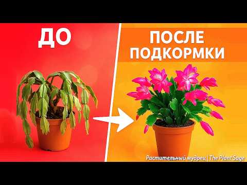 Видео: У ДЕКАБРИСТА ВЯЛЫЕ ЛИСТЬЯ, ЧТО ДЕЛАТЬ? 🌿 Все безопасные способы спасти растение!