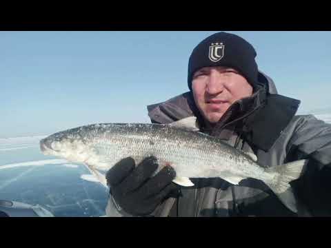 Видео: Байкал порадовал, поймал огромного омуля.