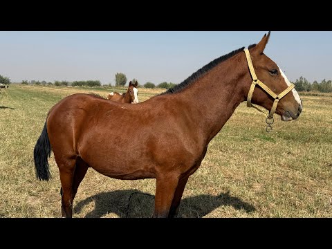Видео: Оспурум тай сатылат! Жашы кунан баасы 180,000сом 0502001909 Адрес,Эски Маданият айылы.