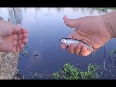 Видео: Ультралайт. Мормышинг. Ловля уклейки на спиннинг.