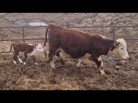 Видео: Последние отелы в 2024 году. Тяжелый отел у первотелки...