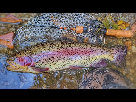 Видео: Лучшая осенняя приманка для ловли форели BFS — Mukai B-Chatter