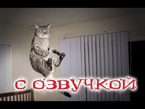 Видео: ПРИКОЛЫ С КОТАМИ! Самая смешная озвучка животных! ДО СЛЁЗ 2022