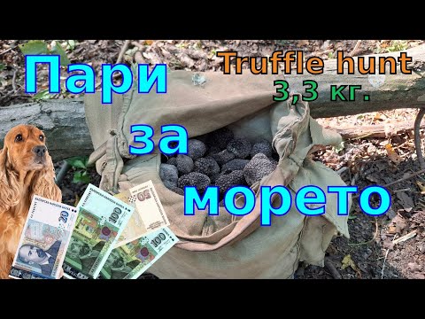Видео: Пари за морето