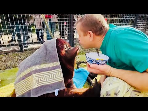 Видео: Орангутан Дана -это ЧЕЛОВЕК, она все понимает и на ее лице можно увидеть ЧЕЛОВЕЧЕСКИЕ ЭМОЦИИ))?