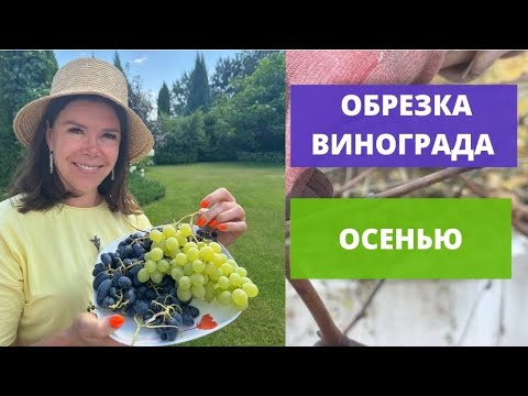 Видео: Обрезка винограда осенью