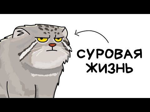 Видео: Ты - Манул (И ЭТО ВСЯ ТВОЯ ЖИЗНЬ)