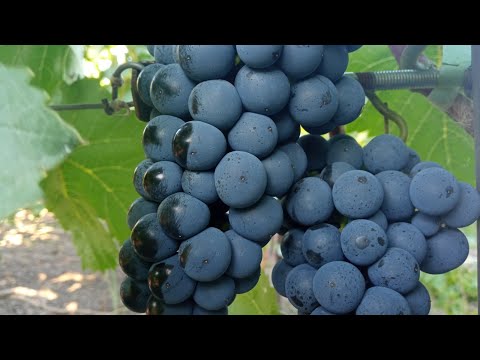 Видео: Обзор технических сортов винограда