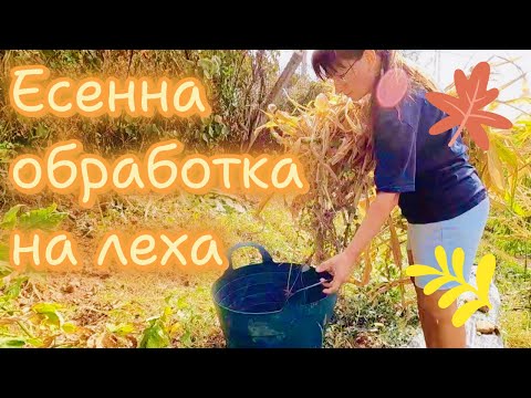 Видео: Обработка на леха през есента и засаждане на лозички 🍇