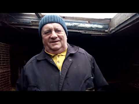 Видео: качество и количество приплода