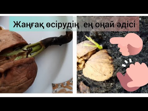 Видео: Жаңғақ ыдыста өсіп... Грецкие орехи. #жаңғақ #грецкиеорехи #жаңгак