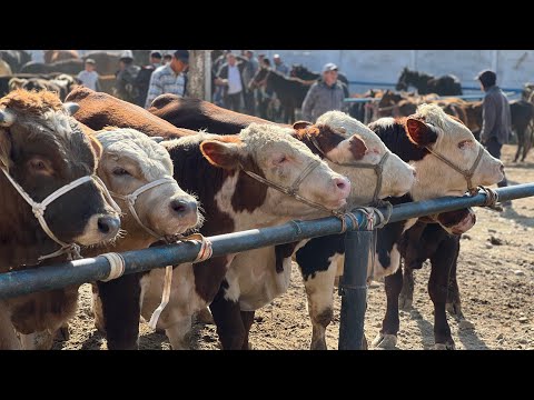 Видео: Караван мал базары 11-Октябрь 