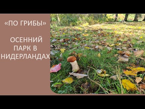Видео: "По грибы". Осенний парк в Нидерландах