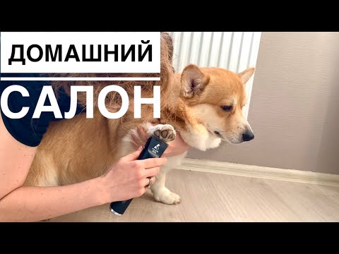 Видео: Машинка для стрижки собак MAJOR DOG HUNFRISE 22 😀 стрижем Таффи дома😬