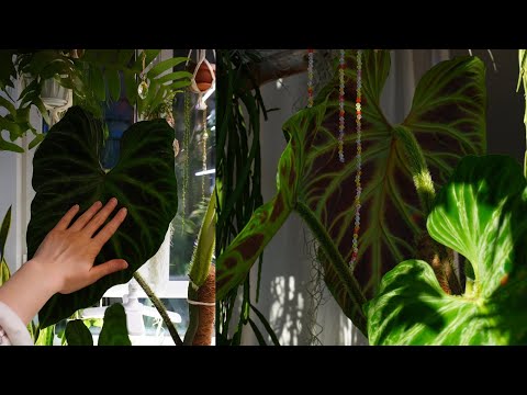 Видео: Филодендрон веррукозум | Филодендрон бородавчатый