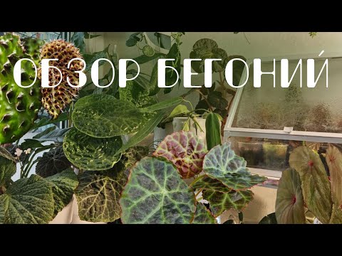 Видео: Моя коллекция бегоний: флорариумные и комнатного содержания. Уход и размножение.