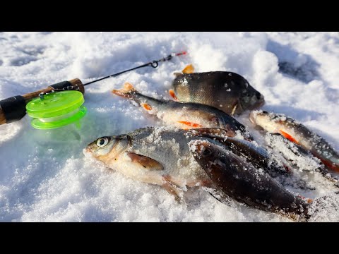 Видео: Рибу Втрьох шукати Легко.Окунь,Лящ,Судак і Щука на річці Уж