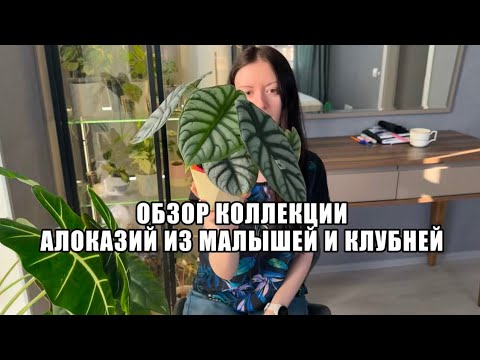 Видео: МОЯ КОЛЛЕКЦИЯ ПРОСТЫХ АЛОКАЗИЙ