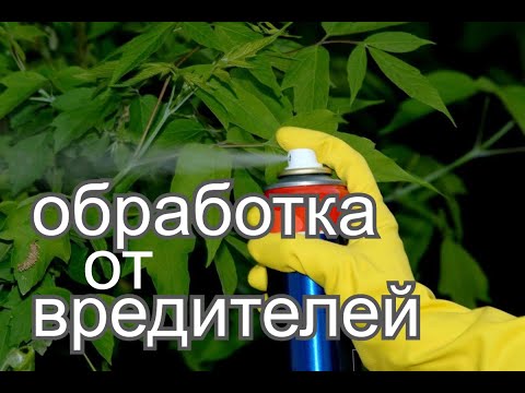 Видео: Борьба с вредителями.
