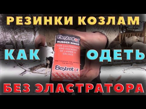 Видео: Как одеть козлам резинки без эластратора