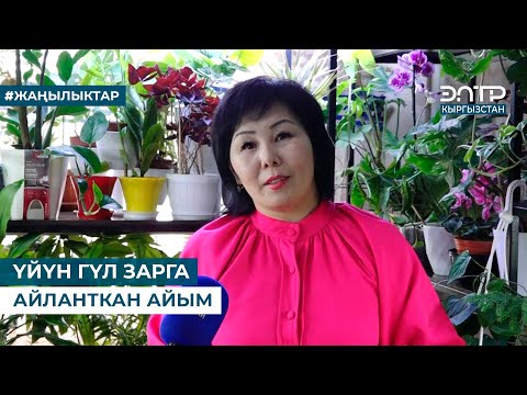 Видео: ҮЙҮН ГҮЛ ЗАРГА АЙЛАНТКАН АЙЫМ