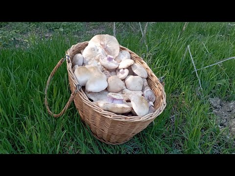 Видео: ПОЛНАЯ!!! Корзина грибов 30 марта 2024 года.