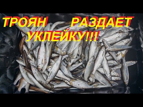 Видео: Троян раздает уклейку!!!