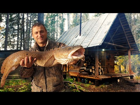 Видео: СНОВА В ЛЕСНОЙ ИЗБЕ С БРАТЬЯМИ \ КОСИМ ГИГАНТСКИХ НАЛИМОВ \ ОСЕННЯЯ РЫБАЛКА С УСТАИЧЕМ