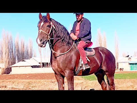 Видео: Асп ба фурӯш.926902065 ватсап