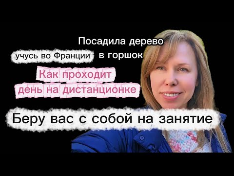 Видео: УЧЁБА НА ДИСТАНЦИОНКЕ / ФРАНЦИЯ/ КАРЛИКОВОЕ ПЕРСИКОВОЕ ДЕРЕВО 