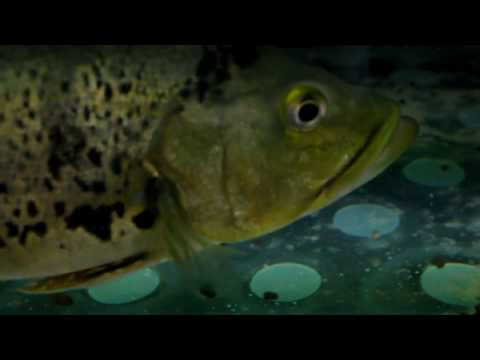 Видео: Как лечить гексамитоз