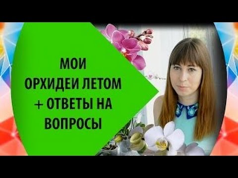 Видео: Орхидеи: уход за фаленопсисами летом и ответы на некоторые вопросы