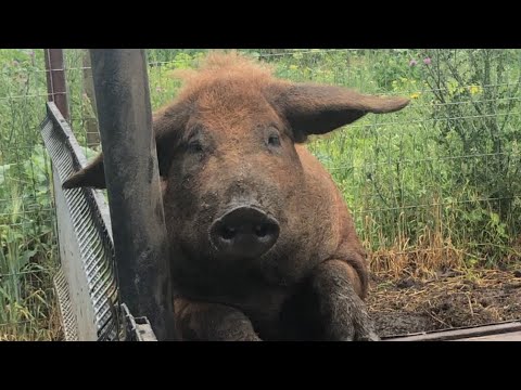 Видео: Венгерська мангалиця. Знайомство з нашою фермою.